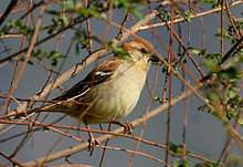 A dull-coloured little sparrow, yellowish below and ruddy above, perching in dense foliage