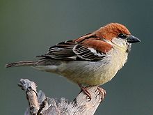 A plump sparrow with a thick beak, and feathers mostly coloured russet above and cream below, perching on a stump
