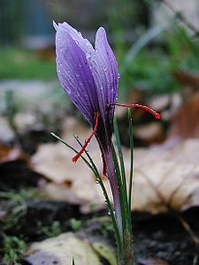 A single shell-shaped violet flower is in sharp centre focus amdist a blurred daytime and overcast garden backdrop of soil, leaves, and leaf litter. Four narrow spine-like green leaves flank the stem of the blossom before curving outward. From the base of the flower emerge two crooked and brilliant crimson rod-like projections pointing down sideways. They are very thin and half the length of the blossom.