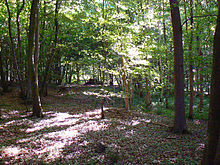 A photograph of a densely wooded deciduous forest