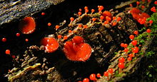 three larger, red cup-shaped structures with darker-colored eyelashes on the outer rim. Also present are several dozen smaller structures roughly resembling red-colored ball on sticks. Supporting all of these structures is a moist piece of wood with some moss on it.