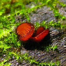 Two orangish-red colored, cup-shaped structures with dark-brown eyelashes growing on the outer rim. The two structures are sitting next to each other, growing on a piece of wood.