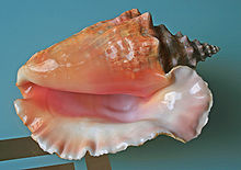 Large shell with flared lip, viewed facing the opening which is glossy and tinted with shades of pink and apricot