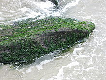 Photo of a rock jetty covered with seaweed