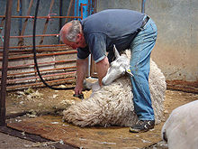 A man using a device to shear a sheep