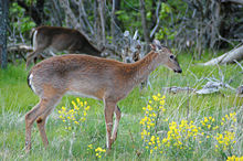 Two red-brown colored deer graze among yellow flowers in a meadow.