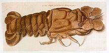A flattish brown crustacean with large flattened antennae on a plain background.