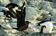  Brown gull-like bird on ground with wings outstreched confronts penguin that is leaning towards it with bill wide open