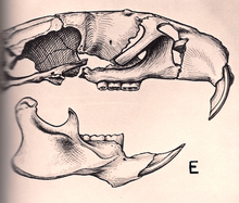 Damaged skull, seen from the right, with mandible and text "E".
