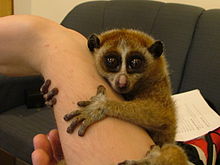 A pet slow loris clings to its owner's forearm