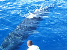 Photo from above of barely-submerged whale with man in foreground