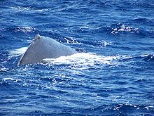 Photo of sperm whale with exposed back at the surface