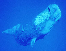 Photo of rectangular-shaped whale from the side having rough, bark-like skin towards the rear, two small pectoral fins, articulated flukes and a mottled white area above the eye