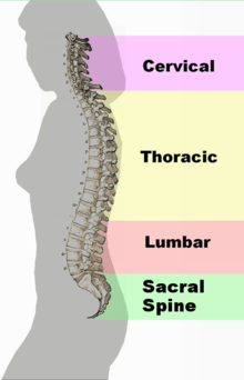 Spinal column curvature 2011.png