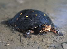 A spotted turtle standing on a sandy shore facing to the right.