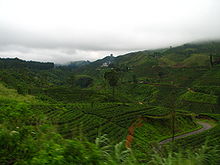 Sri Lanka tea farm2.jpg