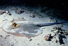 This bluespotted ribbontail ray lives in the demersal zone on or just above the seafloor