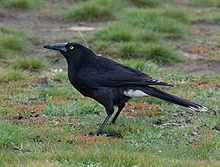 a sooty black crow-like bird stands on grass.