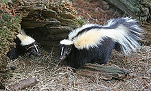 Two skunks displaying their tails and backsides. The skunk on the right is larger than the one on the left, and both are facing towards the middle of the image.