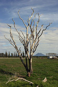 Dead tree standing in a rural field