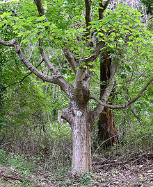 Sugar Maple Acer saccharum Tree 2448px.jpg
