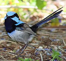 a small long-tailed vivid pale blue and black bird standing on the ground facing the camera, with its cheek feathers puffed out