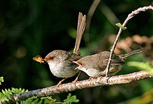 on the left, a small brown bird with orange eye-ring and a long tail holding a moth, while at its right another similar bird has an open mouth begging for food