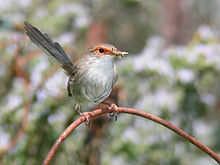 a small brown bird with orange eye-ring and a long tail holding a grasshopper in its bill while sitting on a piece of wire
