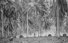 Rear view of three World War II-era tanks moving in a line between tall palm trees. A man wearing military uniform is crouching in the foreground