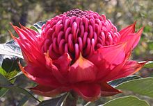 a red dome-shaped flowerhead made up of hundreds of red flowers in bushland