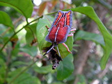 Tessaratoma papillosa nymph.jpg
