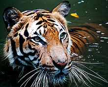 Malayan Tiger in the water.