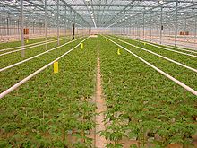 A tomato greenhouse in the Netherlands.