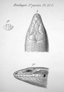 Head of a lizard, seen from above and from the left. A single pentangular scale with three clear ridges is figured to the left. The text "Zoologie 3e partie, Pl. 22 C." is above the images.
