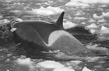 Killer whale forges through small ice floes. Its back is dark from the head to just behind the dorsal fin, where there is a light grey saddle patch. Behind this, and on its lower side, its skin is an intermediate shade.