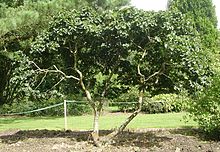 Ulmus glabra 'Nana'.jpg