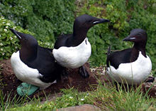 Three black and white birds stand on a dirt ledge with green vegetation in the background.  One bird has a large pointed blue egg underneath it.