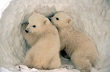 Two Polar Bear Cubs.
