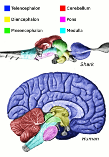 Corresponding regions of human and shark brain are shown. The shark brain is splayed out, while the human brain is more compact. The shark brain starts with the medulla, which is surrounded by various structures, and ends with the telencephalon. The cross-section of the human brain shows the medulla at the bottom surrounded by the same structures, with the telencephalon thickly coating the top of the brain.