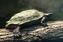 This turtle is sitting on an elevated log that is lying horizontal. It is facing the right of the screen.