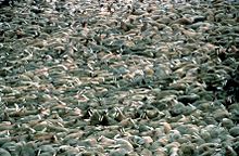 Photo of hundreds of animals, lying on the ground