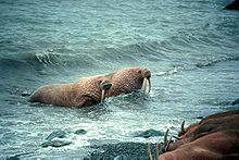 Photo of two walruses in shallow water facing shore