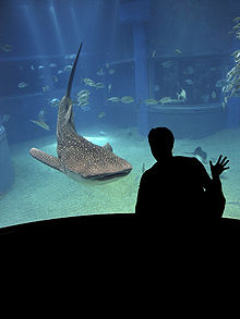Photo of captive whale shark in aquarium