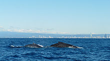 Photo of whales at surface with buildings in the background