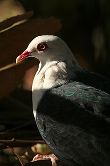 White-headed Pigeon.jpg