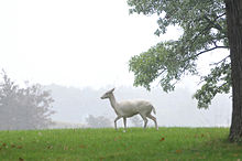 One of Argonne's famed white deer.