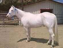 A stocky Camarillo White horse, with a white coat, pink skin, and dark eyes.
