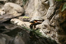 On a small rock ledge, this turtle is leaning over, readying to go for a swim.