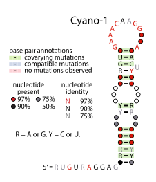 Cyano-1-RNA.svg