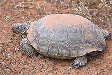 Desert tortoise.jpg